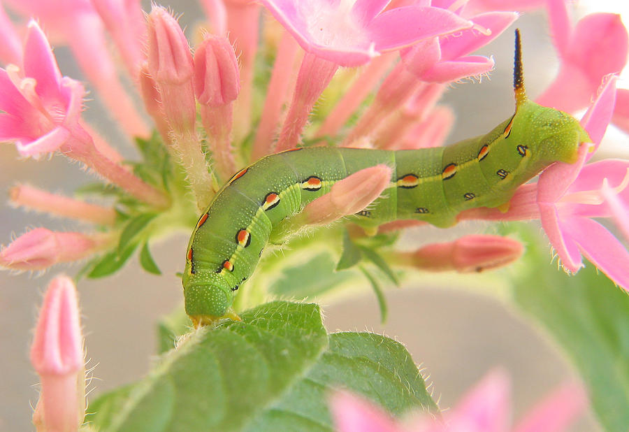 White-Lined Sphinx Moth Caterpillar Photograph by David and Carol Kelly