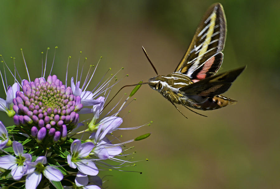 White Lined Sphinx Moth Photograph by George Davidson