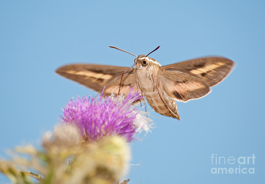 White-Lined Sphinx Moth in Flight Photograph by Sari ONeal