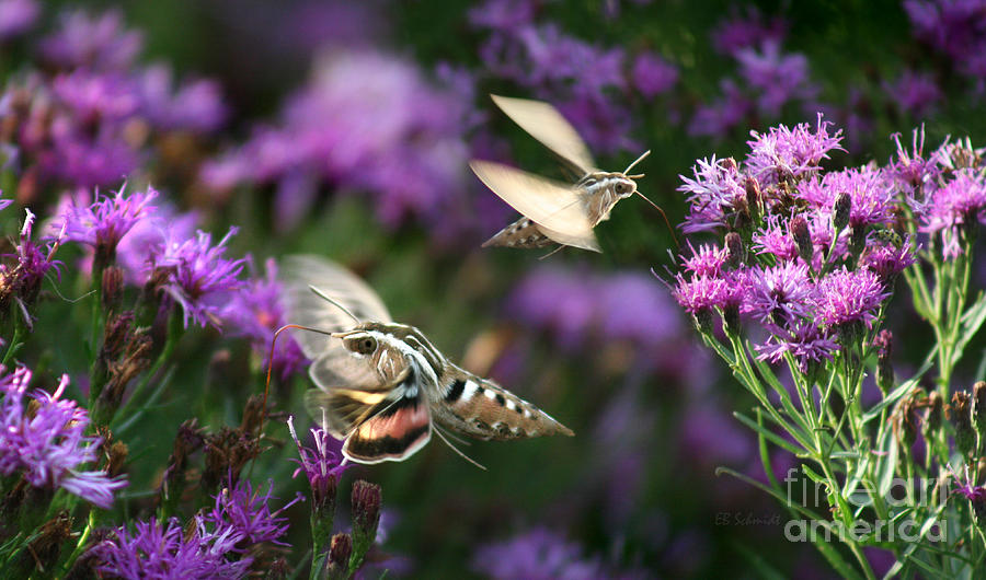 White-Lined Sphinx Moths Photograph by E B Schmidt