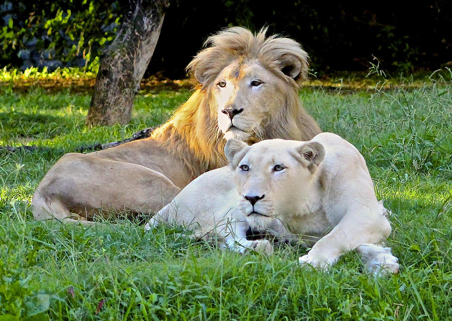 Lion Photograph - White Lion and Lioness by Venetia Featherstone-Witty