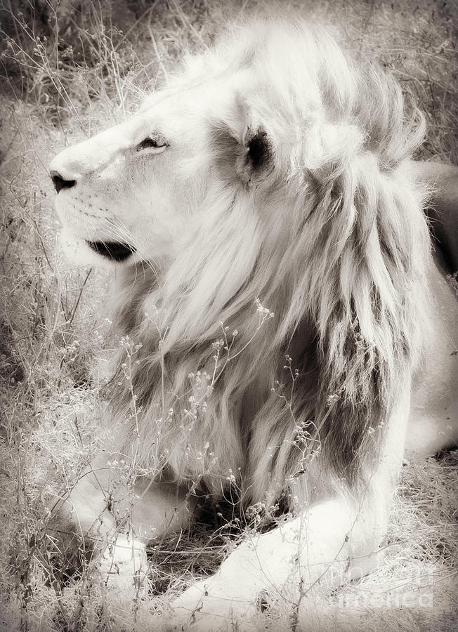 White Lion Photograph by Chris Scroggins