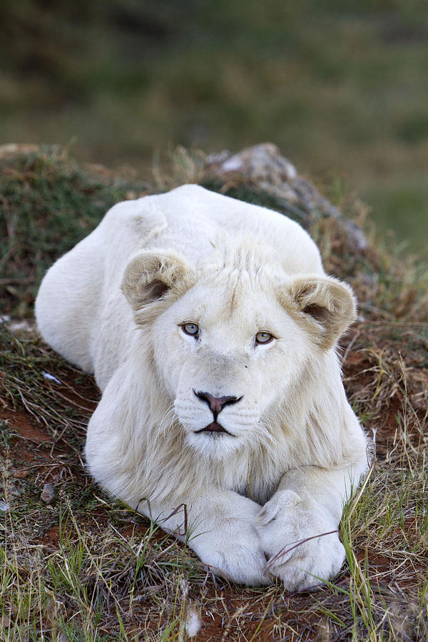 albino lion cubs