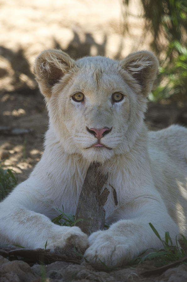 White Lion Cub  Photograph by Saija Lehtonen