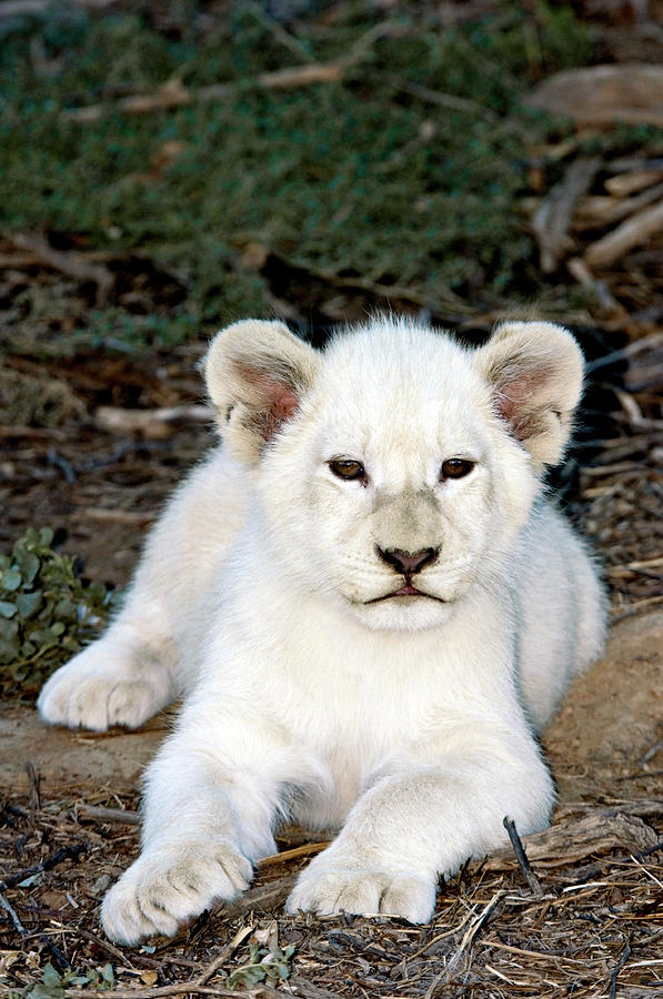 White Lion Cub Photograph by Tony Camacho/science Photo Library