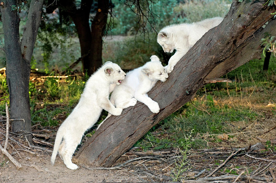White Lion Cubs Photograph by Tony Camacho/science Photo Library