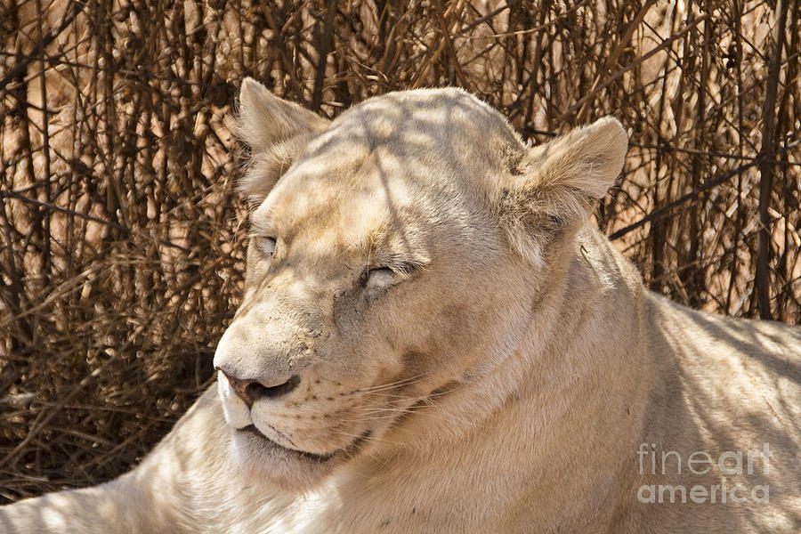 White Lion Female-Africa Photograph by Douglas Barnard