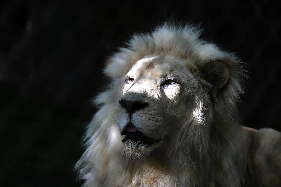 White Lion Head Photograph by Kim French