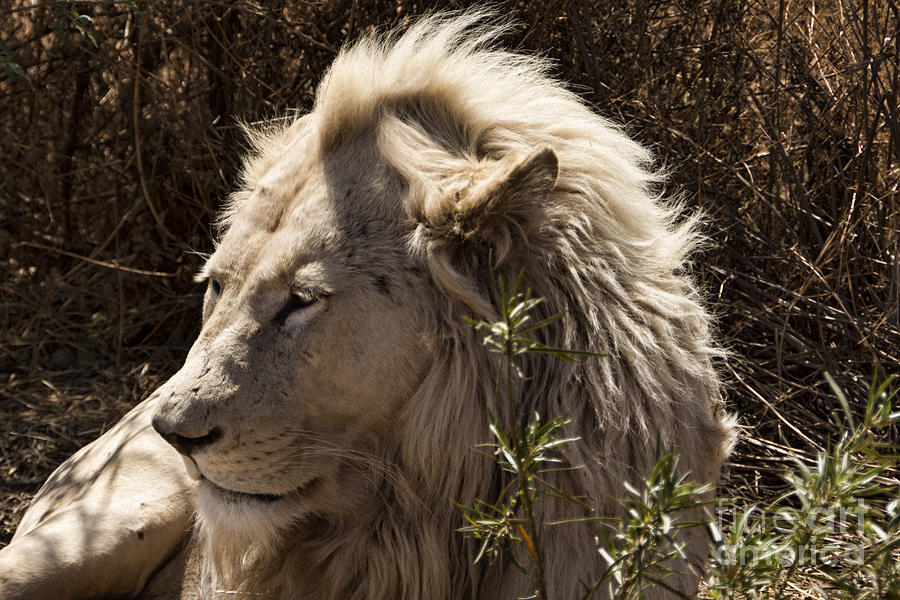 White Lion Male-Africa Photograph by Douglas Barnard