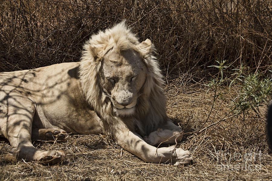 White Lion Male-Africa V2 Photograph by Douglas Barnard