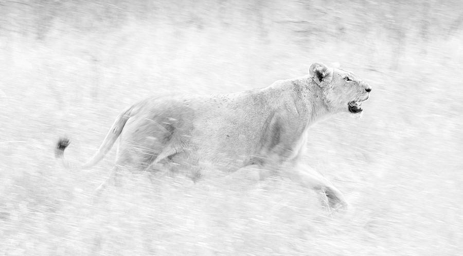 White Lion Photograph by Max Waugh