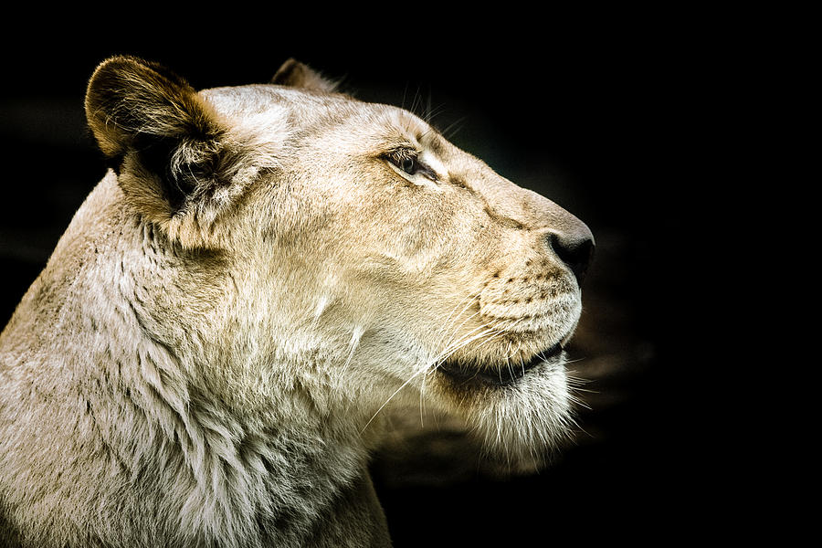 White lion profile Photograph by Evin PESIC - Fine Art America