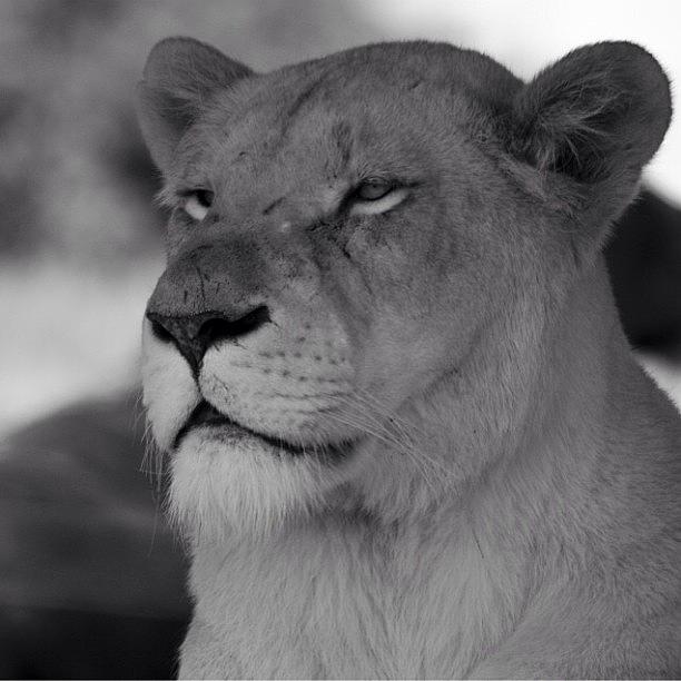 Lion Photograph - White Lion by Rachel Williams