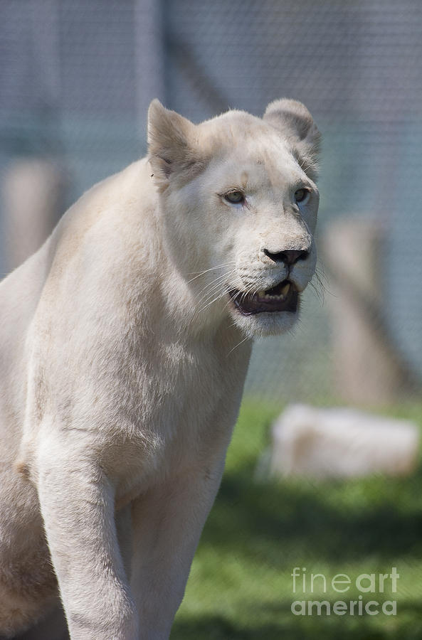 White lion Photograph by Steven Ralser