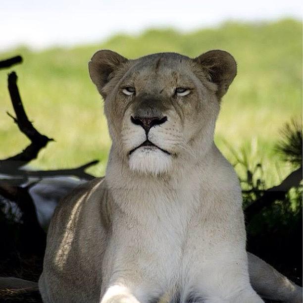 Cat Photograph - White Lion #whitelion #cat #lion #cats by Rachel Williams