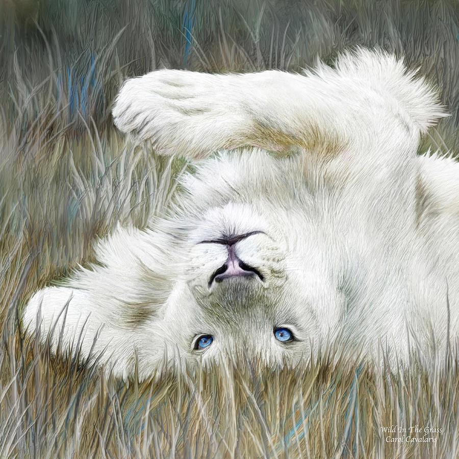 White Lion - Wild In The Grass SQ Mixed Media by Carol Cavalaris