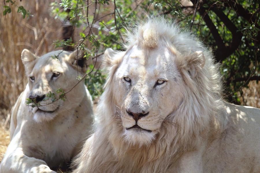 White lions in forest Photograph by Emilio Lorenzo / FOAP