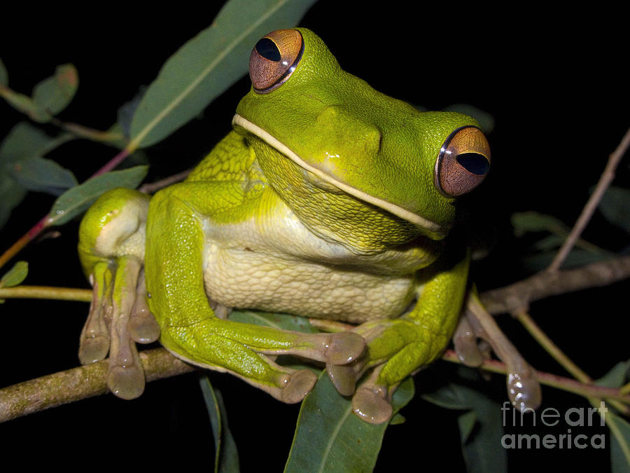 Wildlife Photograph - White-lipped Green Tree Frog by BG Thomson