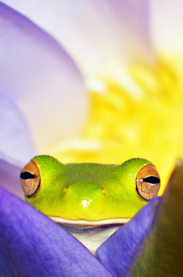 White Lipped Tree Frog Photograph by David Clode