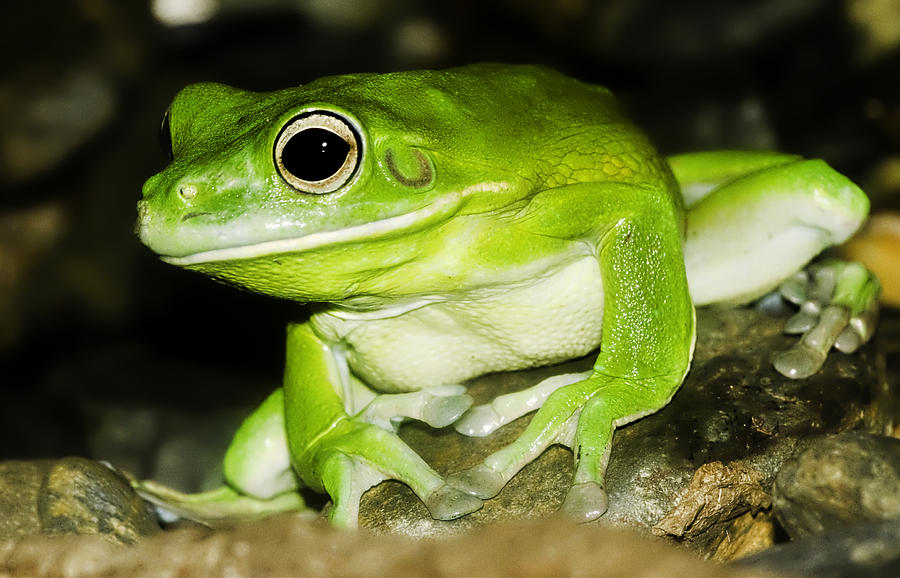 Animal Photograph - White-lipped Tree Frog by Mr Bennett Kent