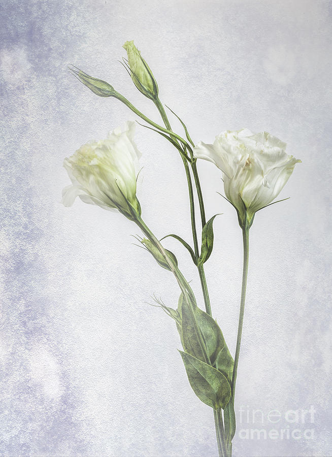 White Lisianthus Flowers Photograph by Shirley Mangini