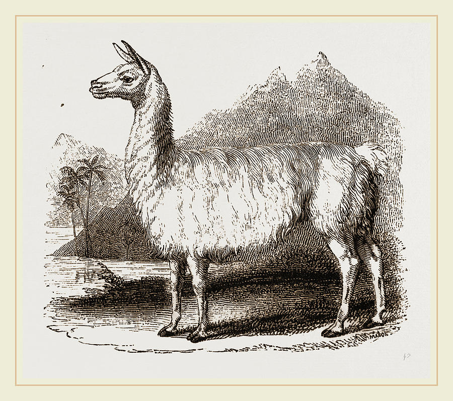 Nature Drawing - White Llama by Litz Collection