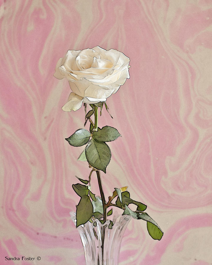 White Long Stemmed Rose Photograph by Sandra Foster