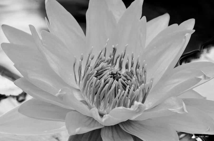 White Lotus 2 BW Photograph by Maria Urso