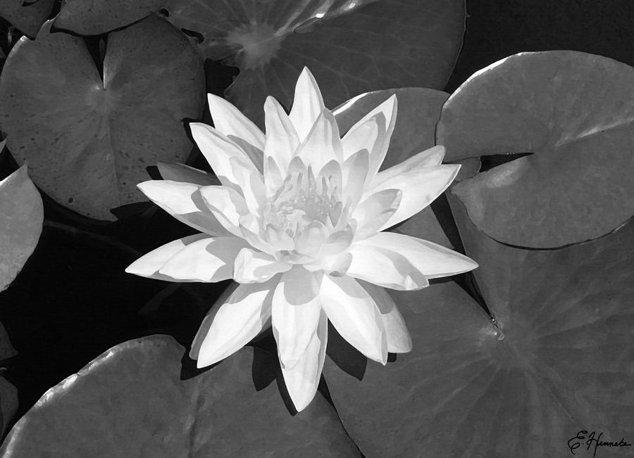 White Lotus 2 Painting