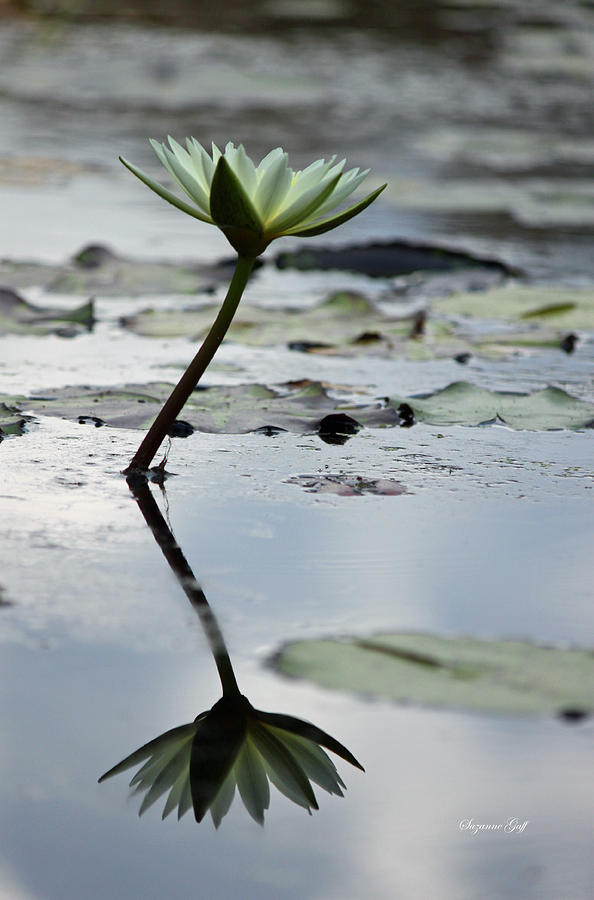 White Lotus and Reflection Photograph by Suzanne Gaff