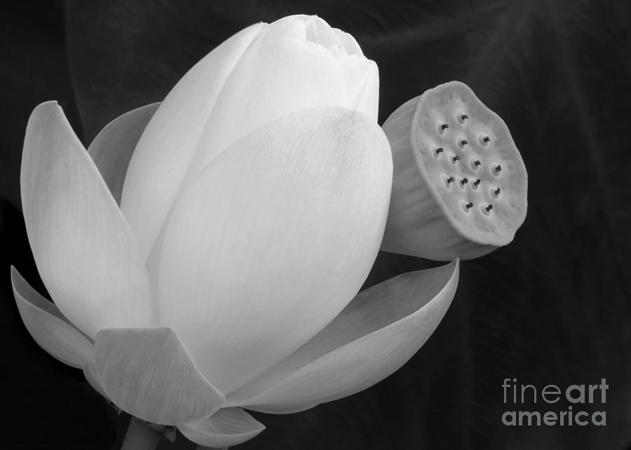 White Lotus Before and After Photograph by Sabrina L Ryan