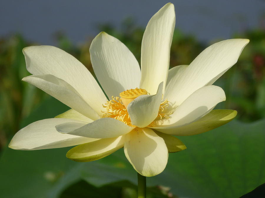 White Lotus Blossom Photograph by Kimo Fernandez