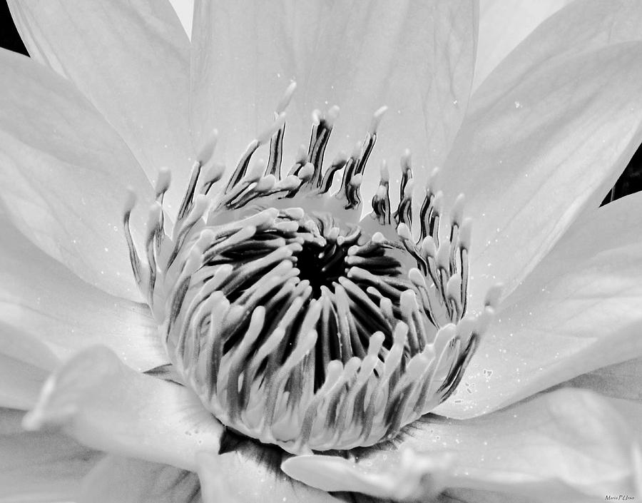 White Lotus BW Photograph by Maria Urso