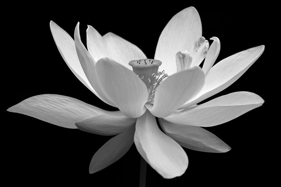 White Lotus Photograph by Dawn Currie