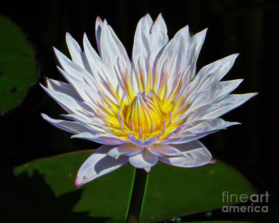 WHite Lotus Photograph by Dawn Gari