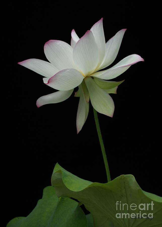 White Lotus Photograph by Dodie Ulery