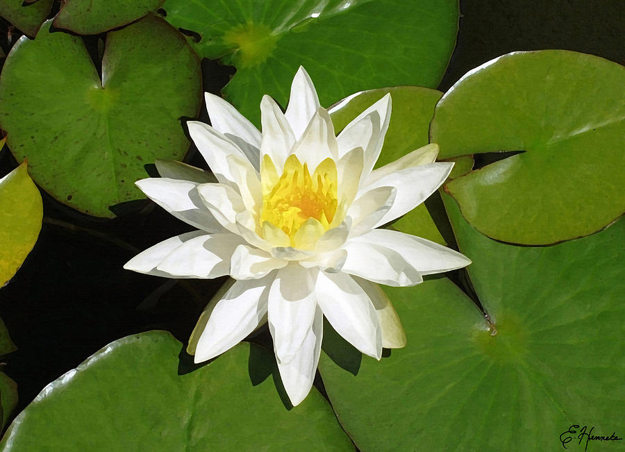 White Lotus 1 Painting