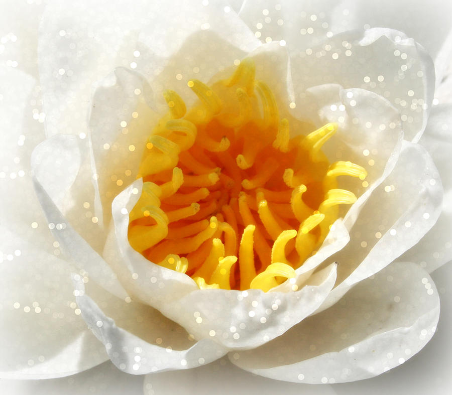 White Lotus Flower Photograph by Alma Yamazaki