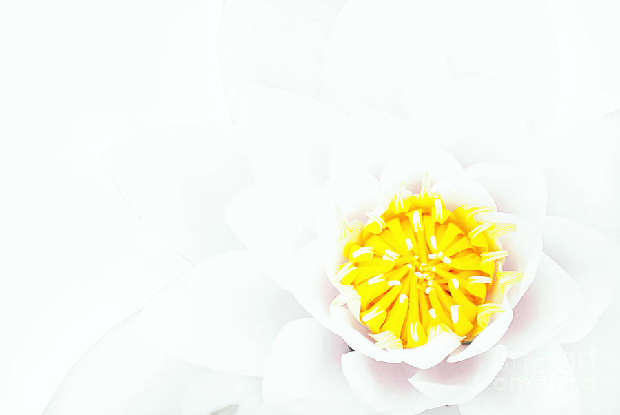 white-lotus-flower-background-photograph-by-antony-mcaulay