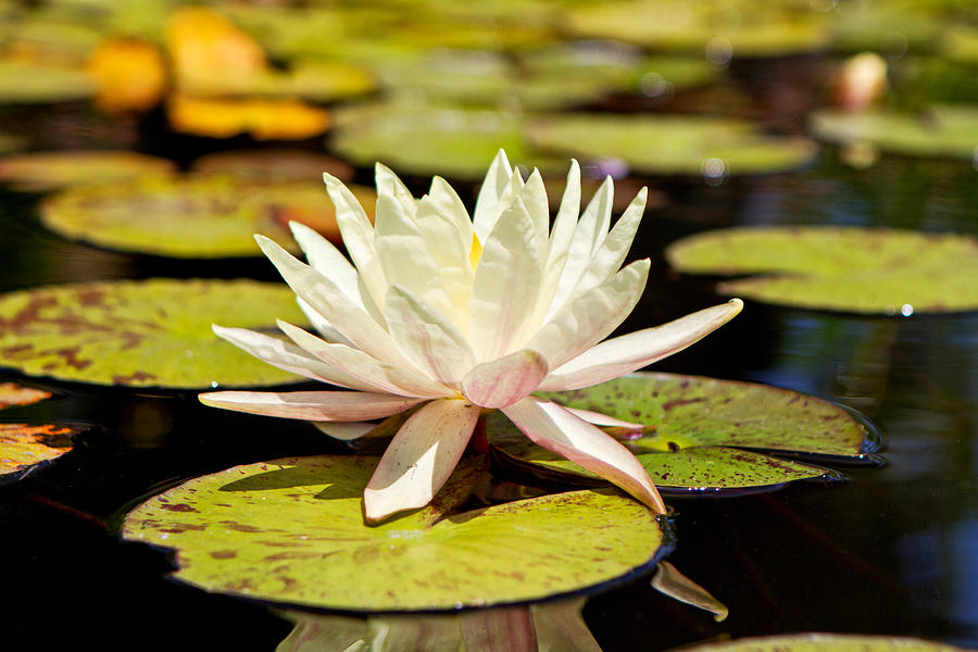 Nature Photograph - White Lotus Flower in Lily Pond by Good Focused