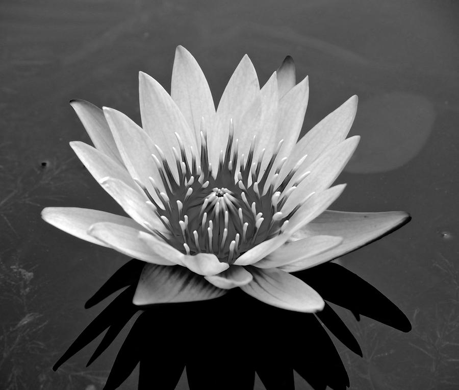 White Lotus Flower Photograph by Kristina Deane