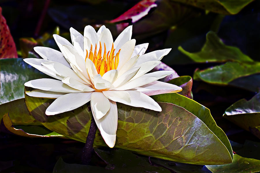 white lotus - photo #39