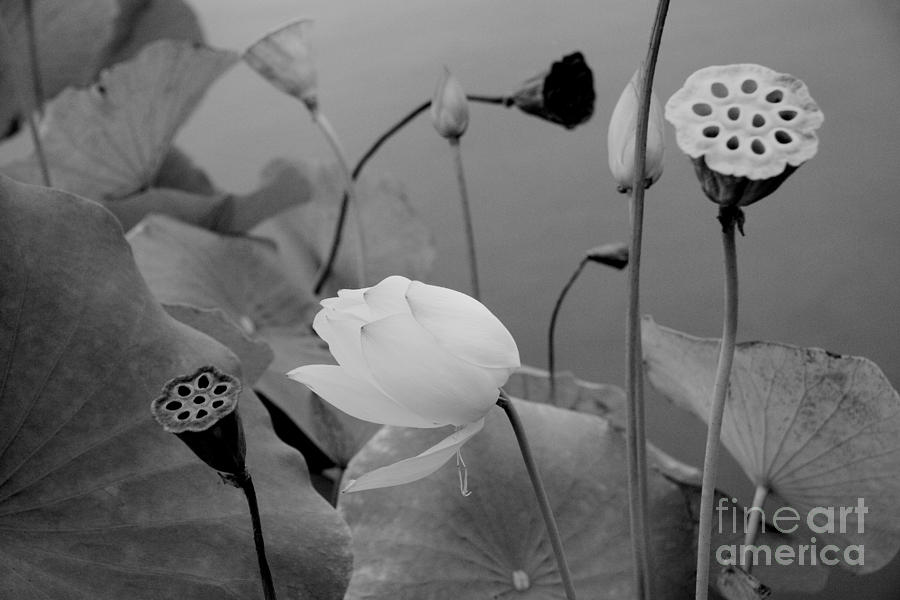 White Lotus Flowers In Balboa Park San Diego Photograph by Julia Hiebaum
