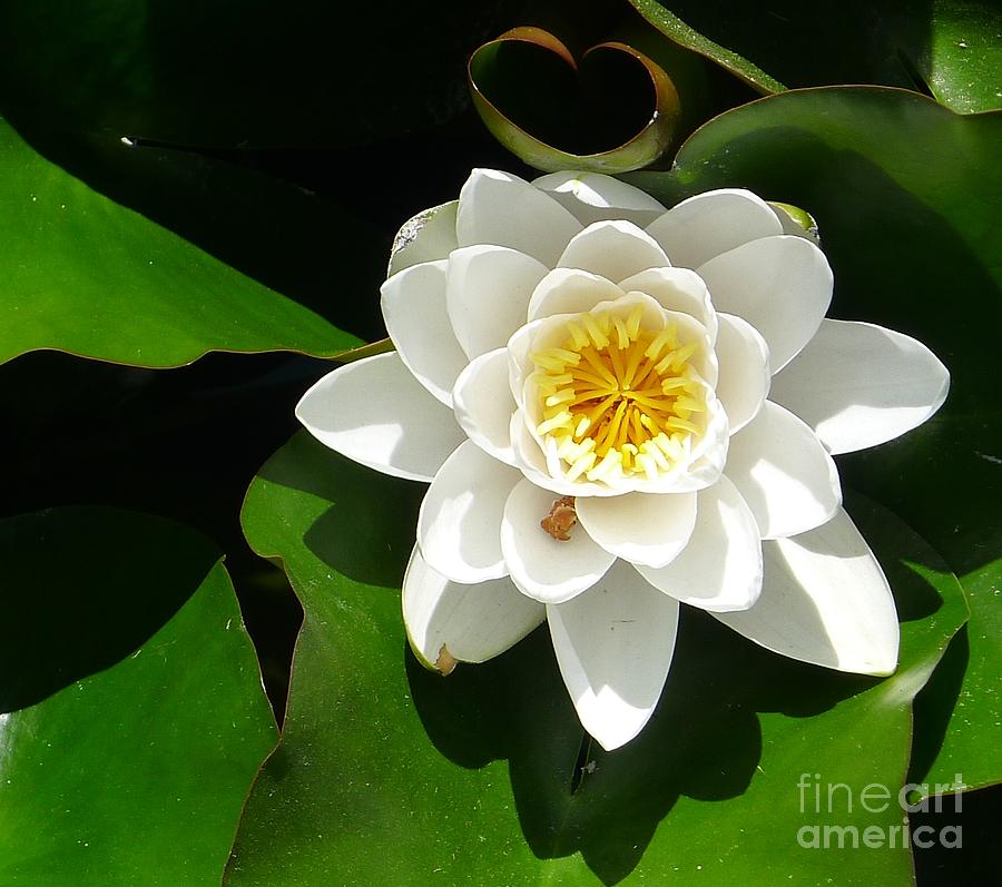 White Lotus Heart Leaf  Photograph by Nora Boghossian