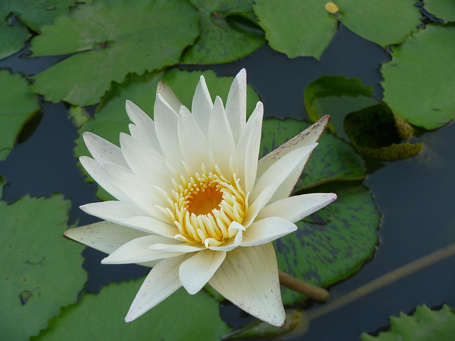 White Lotus In A Pond Photograph by Gregory Smith Fine Art America
