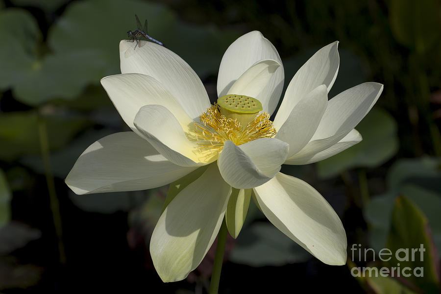 Nature Photograph - White Lotus by Meg Rousher