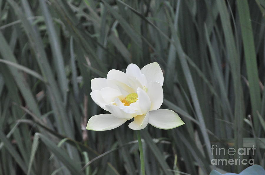 White Lotus  Photograph by Nona Kumah