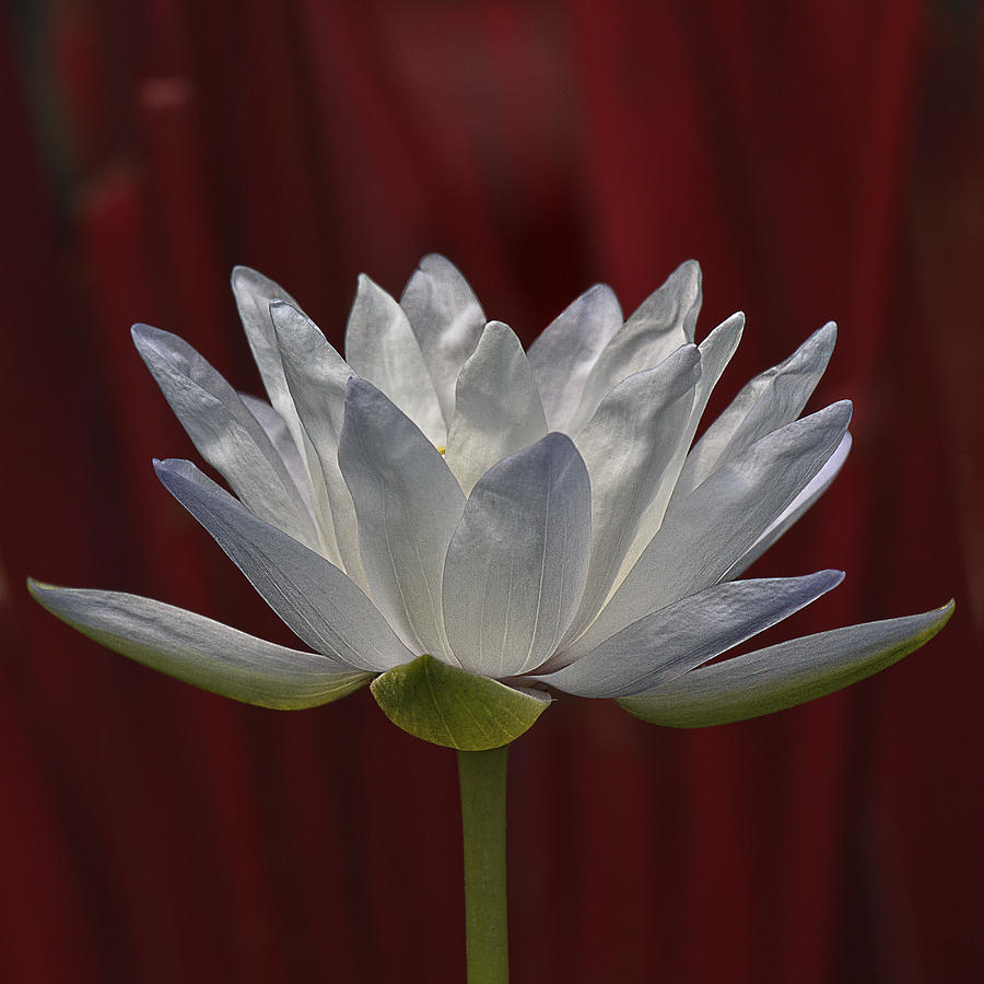White Lotus On Red Photograph by Wes and Dotty Weber