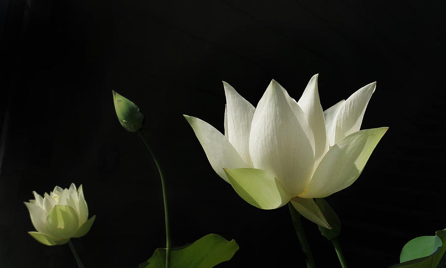 White Lotus Profile Photograph by Deborah Smith