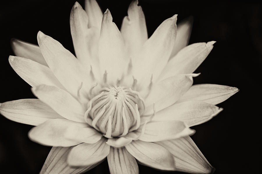 White Lotus Photograph by U Schade